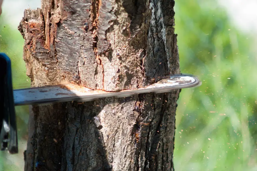 Professional Tree Company in Rockville, MD Professional Tree Company in Rockville, MD