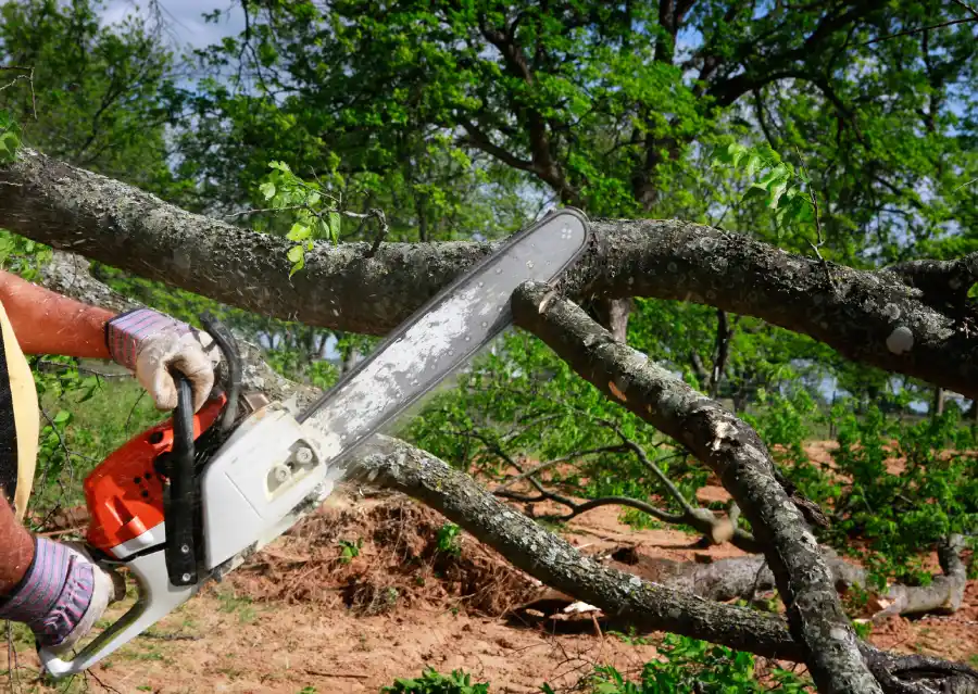 Tree Motring Expert Tree Service in Rockville , MD 20847